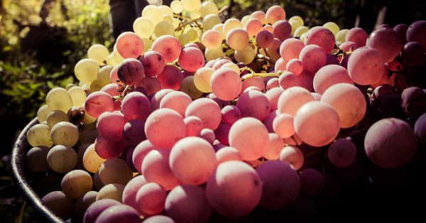 Matching grape varieties to their regions